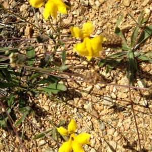 Goodenia pinnatifida at Cooma, NSW - 27 Nov 2018 03:22 PM