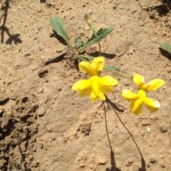 Goodenia pinnatifida at Cooma, NSW - 27 Nov 2018 03:22 PM