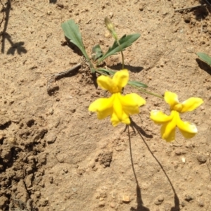 Goodenia pinnatifida at Cooma, NSW - 27 Nov 2018 03:22 PM