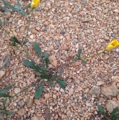 Goodenia pinnatifida at Cooma, NSW - 27 Nov 2018 03:22 PM