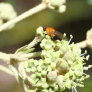 Sapromyza sciomyzina at Tura Beach, NSW - 24 Nov 2018