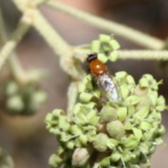 Sapromyza sciomyzina at Tura Beach, NSW - 24 Nov 2018 11:35 AM