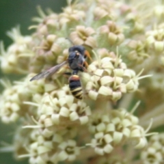 Eumeninae (subfamily) (Unidentified Potter wasp) at Tura Beach, NSW - 24 Nov 2018 by StarHair