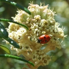 Hippodamia variegata (Spotted Amber Ladybird) at Tura Beach, NSW - 24 Nov 2018 by StarHair