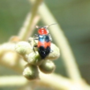 Dicranolaius cinctus at Tura Beach, NSW - 24 Nov 2018 11:36 AM