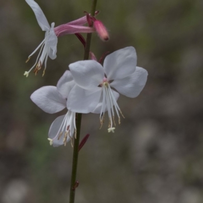 Oenothera lindheimeri (Clockweed) at Belconnen, ACT - 26 Nov 2018 by AlisonMilton