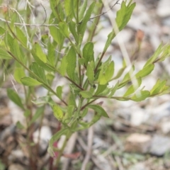 Oenothera lindheimeri at Belconnen, ACT - 26 Nov 2018