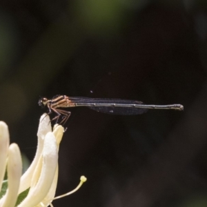 Nososticta solida at Canberra, ACT - 26 Nov 2018