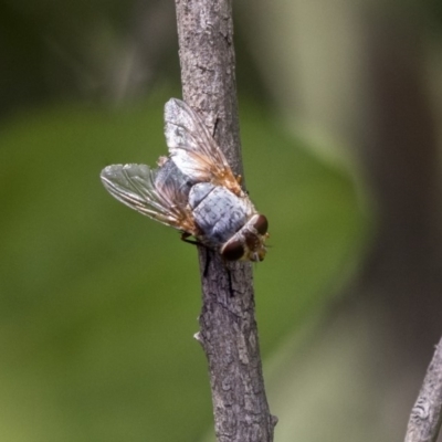 Calliphoridae (family) (Unidentified blowfly) at Belconnen, ACT - 26 Nov 2018 by Alison Milton