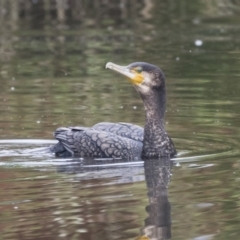 Phalacrocorax carbo (Great Cormorant) at Belconnen, ACT - 26 Nov 2018 by AlisonMilton