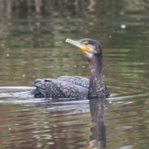 Phalacrocorax carbo at Belconnen, ACT - 26 Nov 2018