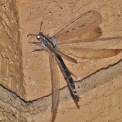 Heoclisis fundata (Antlion lacewing) at Wanniassa, ACT - 26 Nov 2018 by JohnBundock