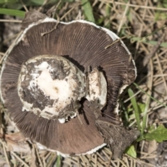 Agaricus sp. (Agaricus) at Canberra, ACT - 26 Nov 2018 by AlisonMilton