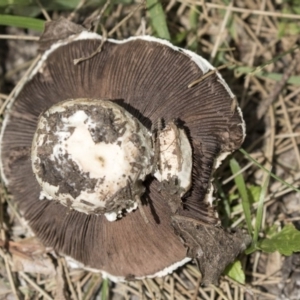 Agaricus sp. at Canberra, ACT - 26 Nov 2018