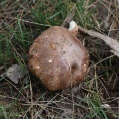 zz agaric (stem; gills white/cream) at Belconnen, ACT - 26 Nov 2018 by AlisonMilton