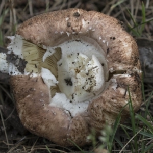 zz agaric (stem; gills white/cream) at Belconnen, ACT - 26 Nov 2018 01:36 PM