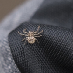 Cymbacha ocellata (Crab spider) at Lake Ginninderra - 26 Nov 2018 by Alison Milton