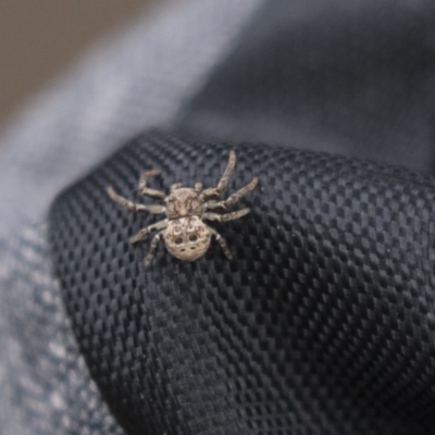 Cymbacha ocellata (Crab spider) at Lake Ginninderra - 26 Nov 2018 by Alison Milton