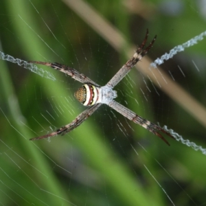 Argiope keyserlingi at Belconnen, ACT - 25 Nov 2018 10:41 AM