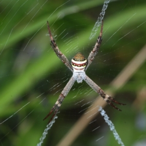 Argiope keyserlingi at Belconnen, ACT - 25 Nov 2018 10:41 AM