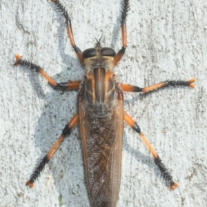 Asilinae sp. (subfamily) at Dunlop, ACT - 25 Nov 2018