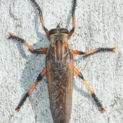 Asilinae sp. (subfamily) (Unidentified asiline Robberfly) at Dunlop, ACT - 25 Nov 2018 by Harrisi