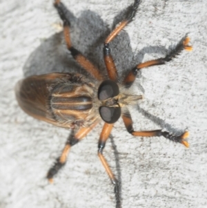 Asilinae sp. (subfamily) at Dunlop, ACT - 25 Nov 2018