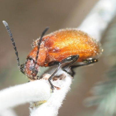 Ecnolagria grandis (Honeybrown beetle) at Dunlop, ACT - 25 Nov 2018 by Harrisi