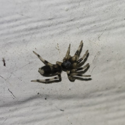 Lampona sp. (genus) (White-tailed spider) at Illilanga & Baroona - 2 Oct 2018 by Illilanga