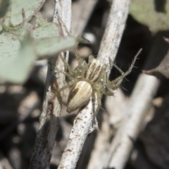 Oxyopes (genus) (Lynx spider) at Michelago, NSW - 12 Nov 2018 by Illilanga