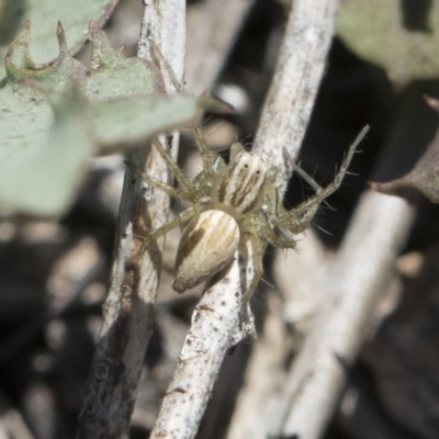 Oxyopes sp. (genus) (Lynx spider) at Michelago, NSW - 12 Nov 2018 by Illilanga