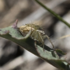 Oxyopes sp. (genus) at Michelago, NSW - 12 Nov 2018