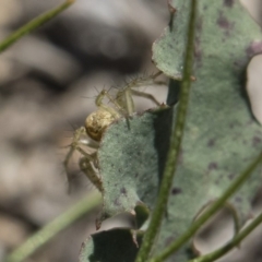 Oxyopes sp. (genus) at Michelago, NSW - 12 Nov 2018