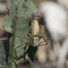 Oxyopes sp. (genus) at Michelago, NSW - 12 Nov 2018