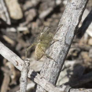 Oxyopes sp. (genus) at Michelago, NSW - 12 Nov 2018