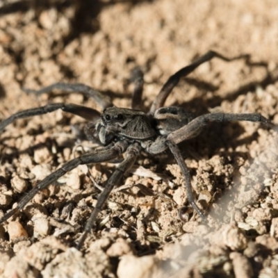 Tasmanicosa sp. (genus) (Unidentified Tasmanicosa wolf spider) at Illilanga & Baroona - 21 Jun 2018 by Illilanga