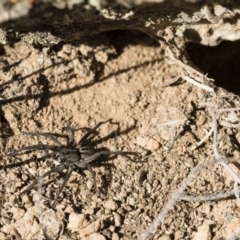 Tasmanicosa sp. (genus) at Michelago, NSW - 21 Jun 2018