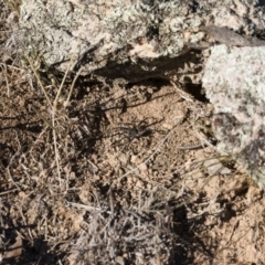 Tasmanicosa sp. (genus) at Michelago, NSW - 21 Jun 2018 02:25 PM