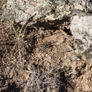 Tasmanicosa sp. (genus) at Michelago, NSW - 21 Jun 2018