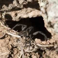 Tasmanicosa sp. (genus) at Michelago, NSW - 21 Jun 2018 02:25 PM