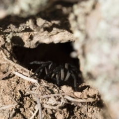 Tasmanicosa sp. (genus) at Michelago, NSW - 21 Jun 2018