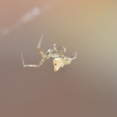 Uloboridae (family) (Unidentified venomless spider) at QPRC LGA - 29 Oct 2018 by natureguy