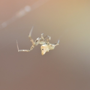 Uloboridae (family) at Wamboin, NSW - 30 Oct 2018