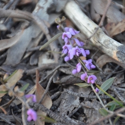 Hovea heterophylla (Common Hovea) at Wamboin, NSW - 9 Sep 2018 by natureguy