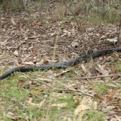 Pseudechis porphyriacus (Red-bellied Black Snake) at North Narooma, NSW - 25 Nov 2018 by nickhopkins
