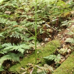 Rubus nebulosus (A Native Raspberry) at Box Cutting Rainforest Walk - 26 Nov 2018 by nickhopkins