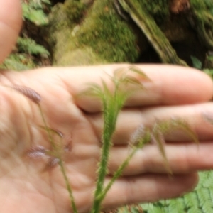 Rubus nebulosus at Kianga, NSW - 26 Nov 2018