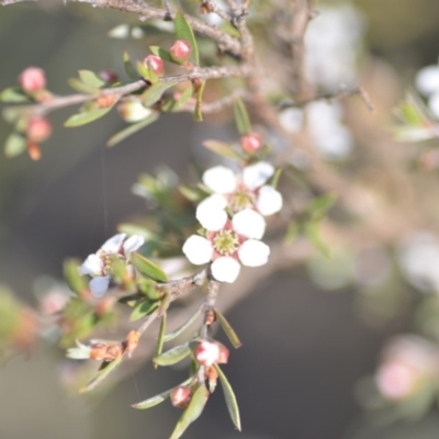 Gaudium multicaule (Teatree) at QPRC LGA - 2 Nov 2018 by natureguy