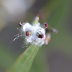 Bossiaea riparia at QPRC LGA - 2 Nov 2018 by natureguy