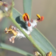 Bossiaea riparia at Wamboin, NSW - 2 Nov 2018 11:30 AM